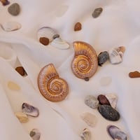 Image 4 of Coastal Dreaming Sharkeye Shell Collection 