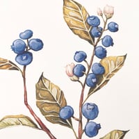 Image 2 of blueberry branch