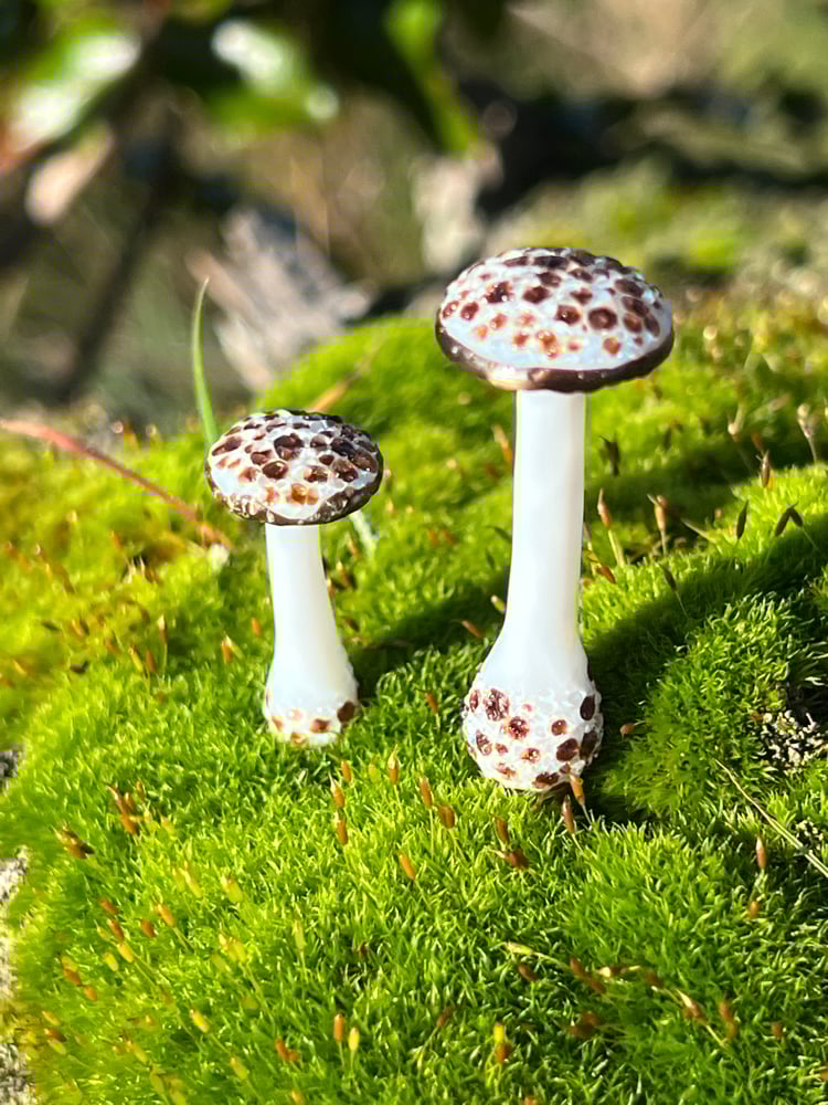 Image of 2 Brown Spotted White Mushroom Plant Spikes
