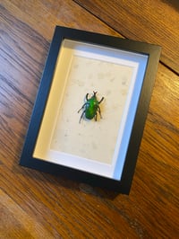 Image 1 of Green beetle