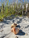 Sea Shell Salt & Pepper Shakers