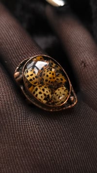 Image 3 of Ladybird mosh pit ring