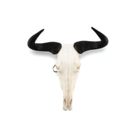 Real Blue Wildebeest Skull