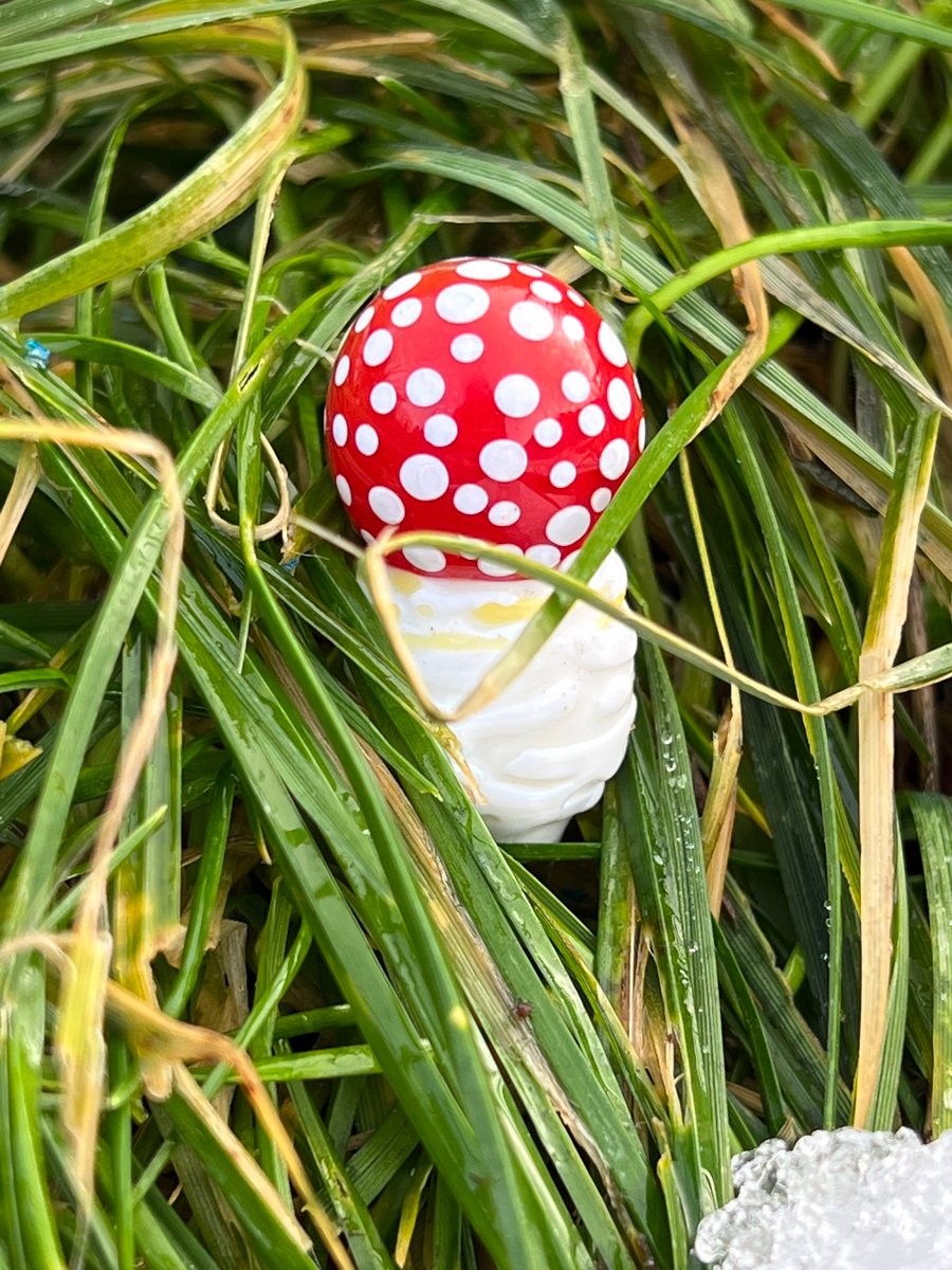 Image of Amanita Muscaria Button Plant Spike 