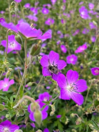 Image 1 of Western Geranium : Geranium oreganum