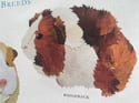 Rocket & Co. - Guinea Pig Breeds tea towel 