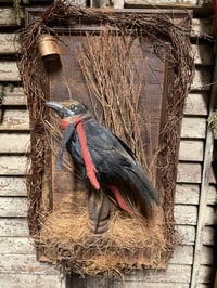 Image 3 of #3... He Remembers ~