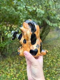 Image 7 of Medium Kittens 