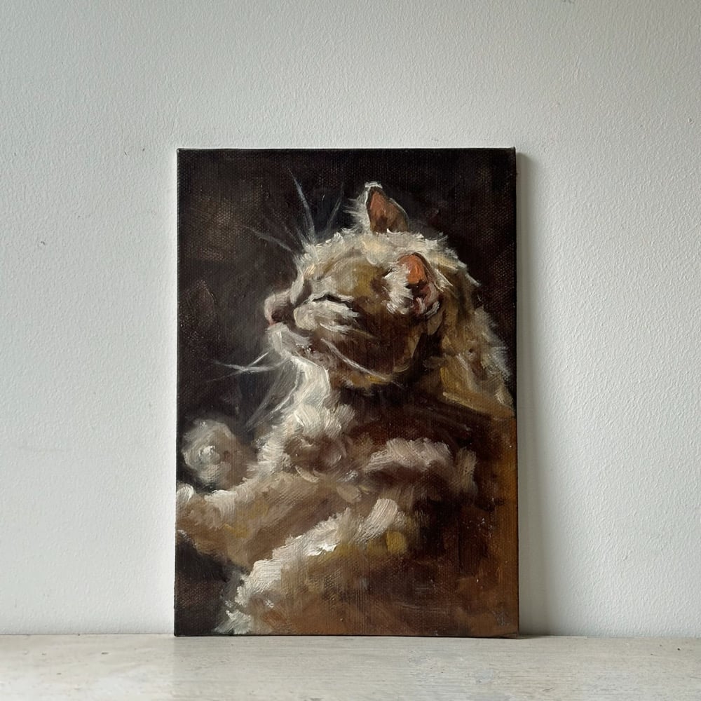 Image of orange cat 