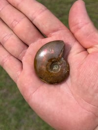 Image 17 of Rainbow Iridescent Ammonite Shell Fossil #2635