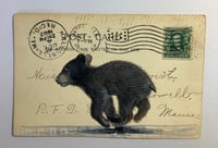Image 1 of Bear cub on vintage postcard 
