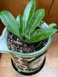 Image 2 of Hoya Pubicalyx in Large Giraffe Palm Pitcher