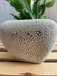 Image 2 of Thanksgiving Cactus in Coral Textured Pot