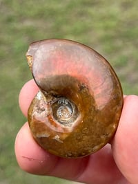 Image 14 of Rainbow Iridescent Ammonite Shell Fossil #2635