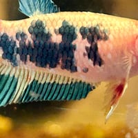 Image of Galaxy Tiger Koi HMPK