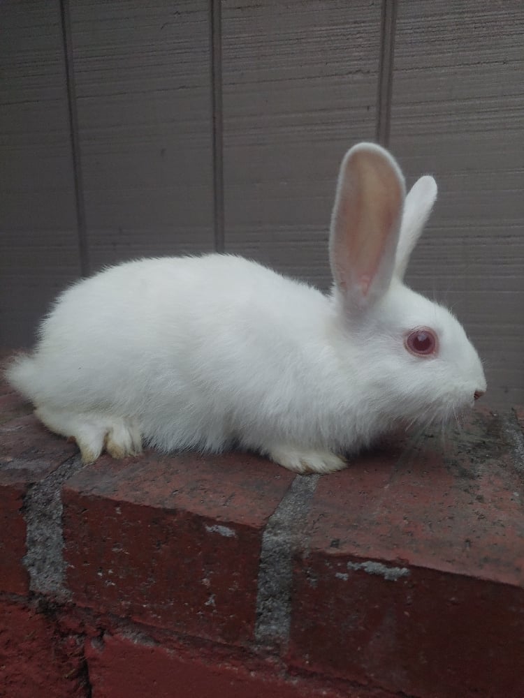 Image of Baby Flash (M)