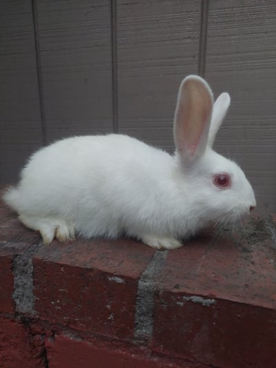 Image of Baby Flash (M)