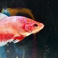 Image of Crimson Blue Startail Koi Male HMPK