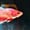 Image of Crimson Blue Startail Koi Male HMPK