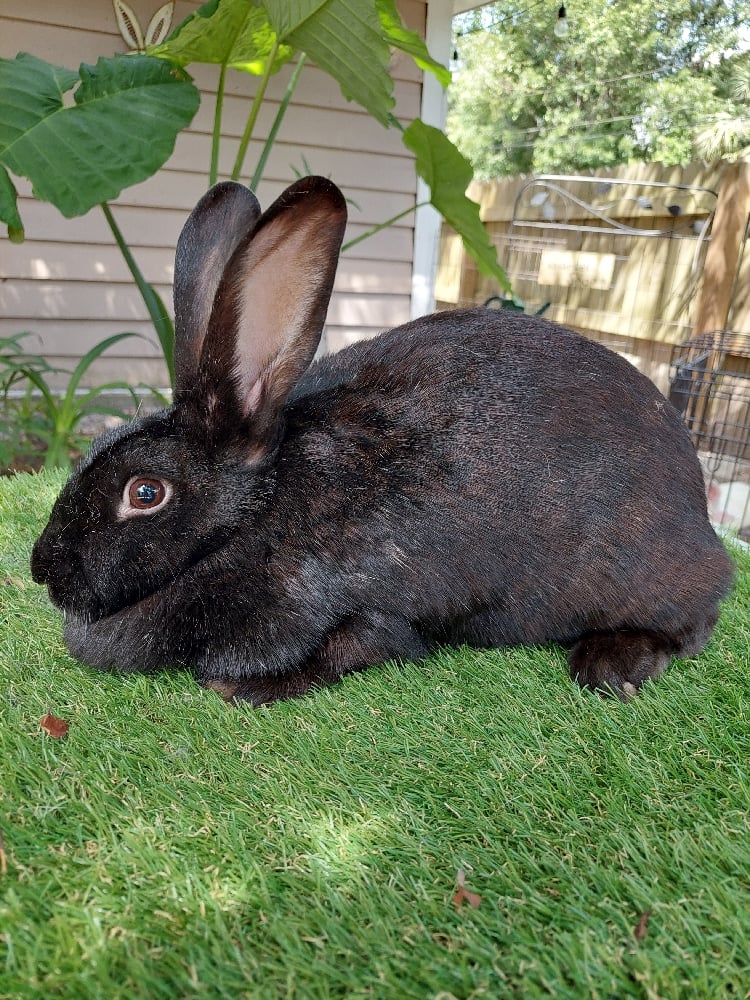Image of Flemish Giant 8 (Fixed)