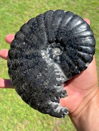 Image 12 of Large Black Ammonite Fossil With Pyrite | Madagascar #2699