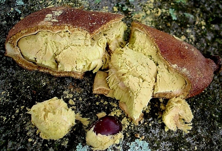 HIGH PROTEIN SUPERFOOD- Jamaican Locust Legume Protein Powder 4 oz.-Eyes-Nerves-Aphrodisiac-Prostate