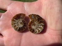 Image 5 of Ammonite Fossil Pair #1968