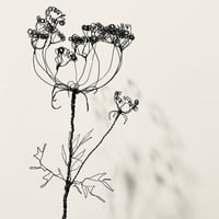 Image 4 of Wire Seed Head Sculpture