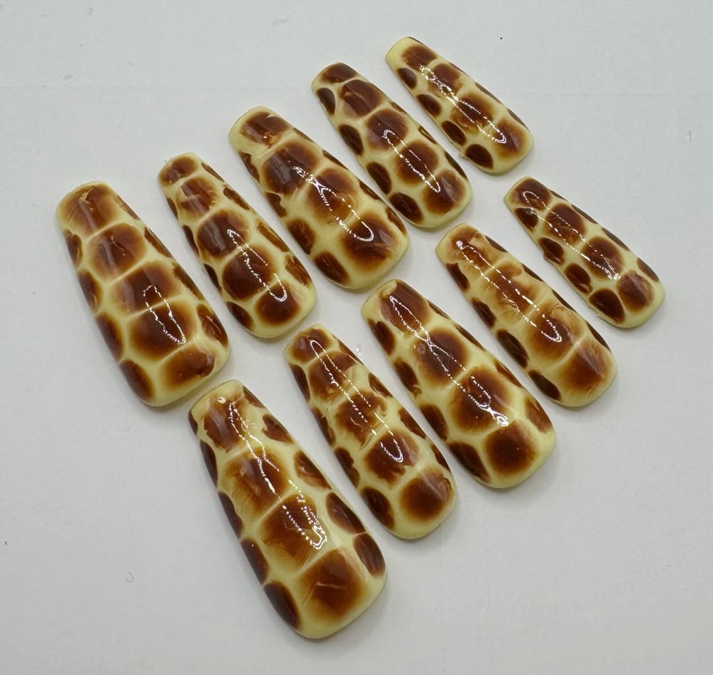 Image of tortoise set