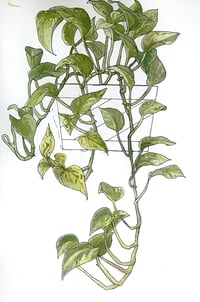 Image of Pothos painting