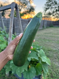 Image 3 of Black Beauty Zucchini Seeds
