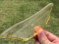 Image 1 of Copal Amber With Preserved Insects #2357
