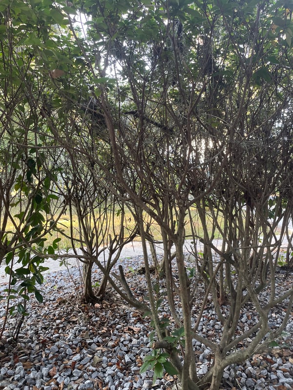 Image of Intensive