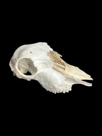 Image 1 of partial sheep skull