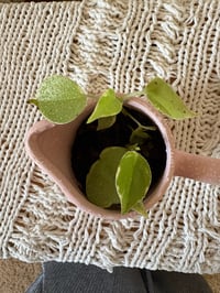 Image 4 of Vining Peperomia in Pink Creamer