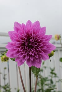 Croydon Lilac 2