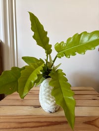 Image 3 of Golden Crocodile Philodendron in Large White Shoe