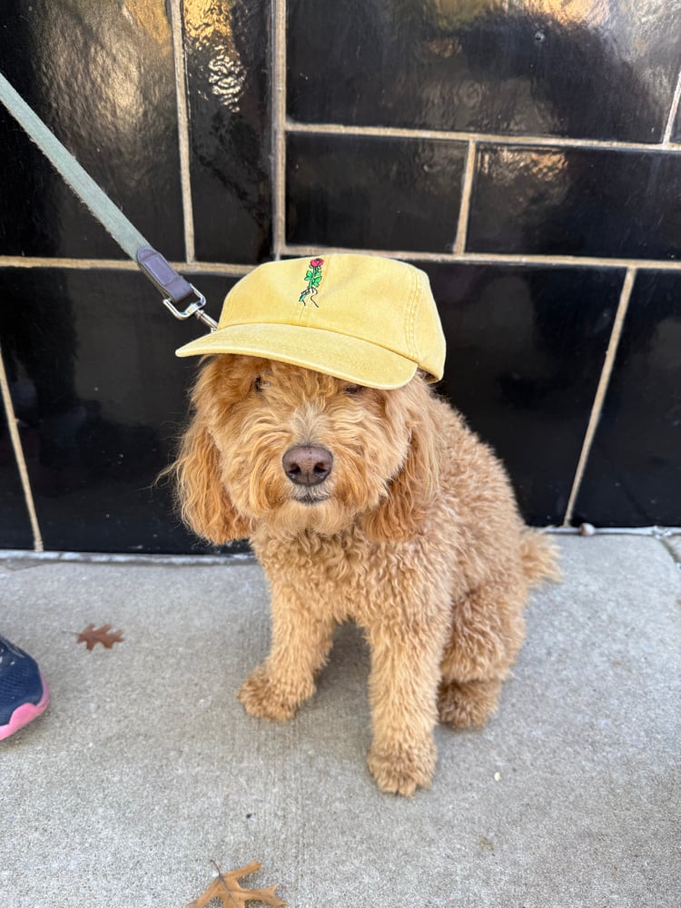 FREE PALESTINE HAT Image 5