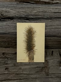 Image 3 of Joshua Tree Study 04