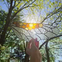 Image 1 of Bee Wing