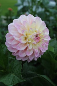 Image 2 of Florelie Pirouette
