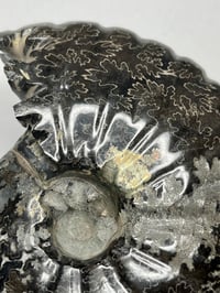 Image 6 of Black Ammonite Fossil With Pyrite #2439