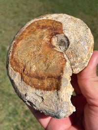 Image 7 of Australian Ammonite Fossil #1976