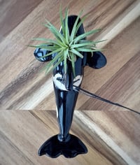 Image 2 of  Orca Whale with Air Plant, Hanging