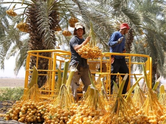 100% ISRAELI DATE SYRUP-SUGAR-POWDER. Parasites-Expels Mucus-DNA-Liver-Diabetes-Bones-Constipation