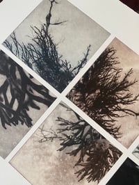 Image 4 of ALGAE III