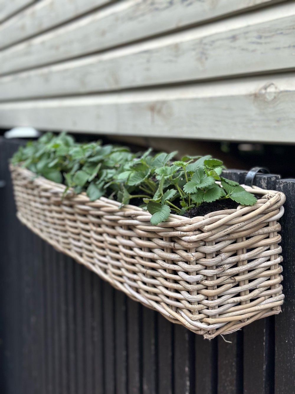 Image of Harolds Exclusive, Long Hanging Rattan Planter 