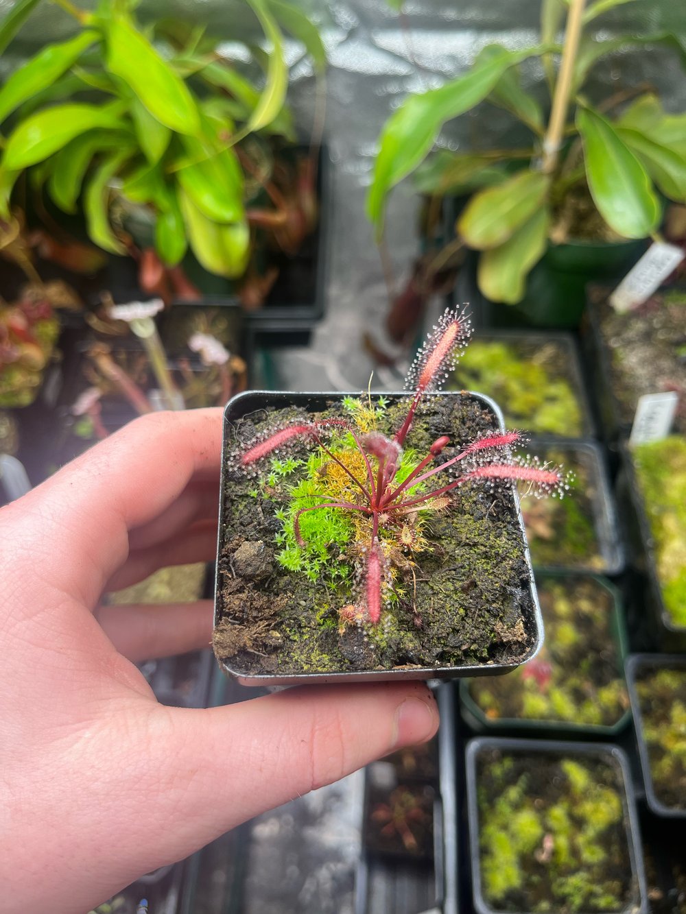 Drosera capensis 'Red Leaf'