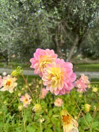 Image 5 of Rosemary Webb - Waterlily Type Dahlia 