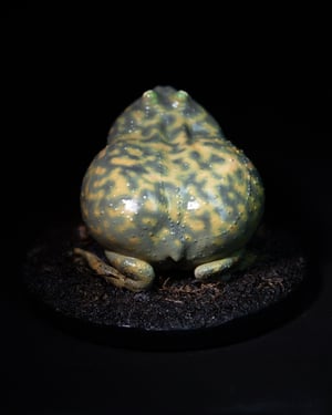 Budgett’s Frog Model II 